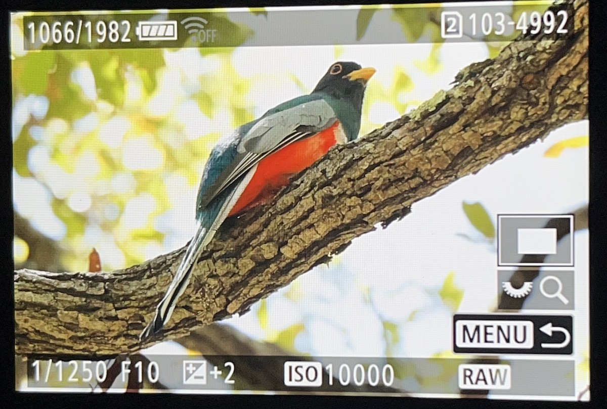 Trogon élégant - ML619721264