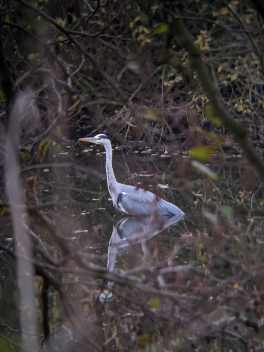 Gray Heron - ML619721310