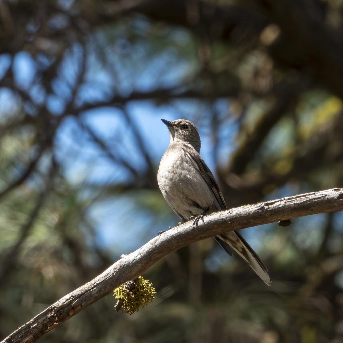 Townsend's Solitaire - ML619721403