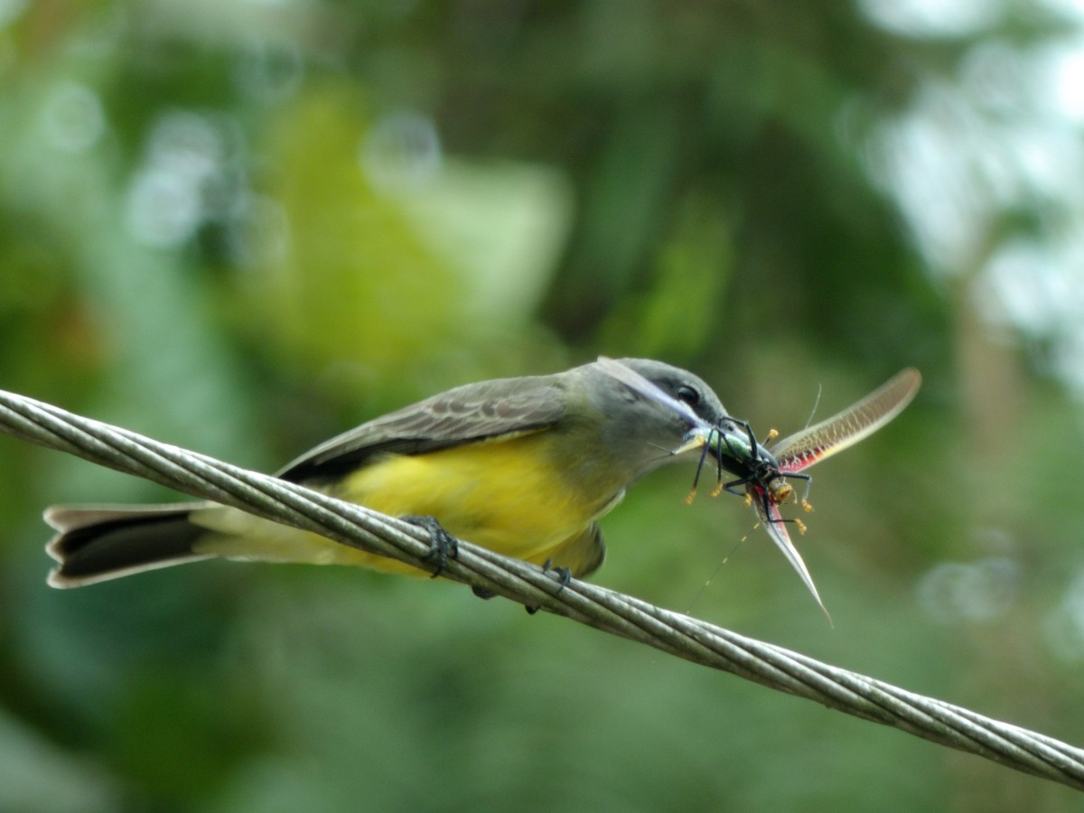 Tropical Kingbird - ML619721409