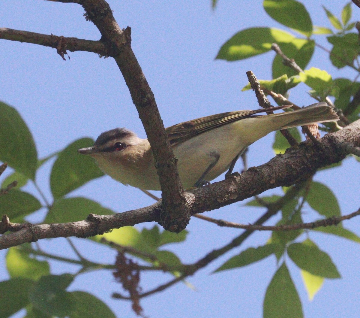 rødøyevireo - ML619721422