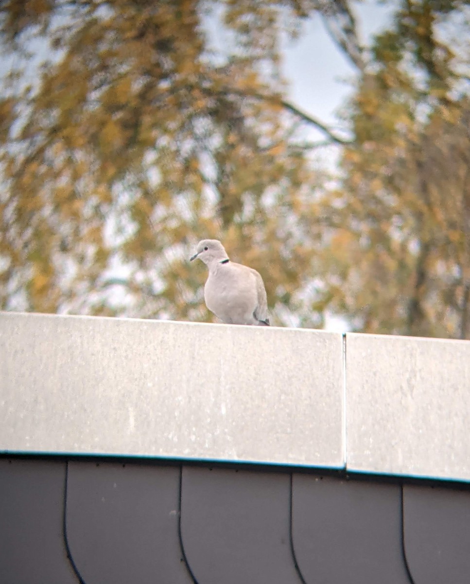 Eurasian Collared-Dove - ML619721443