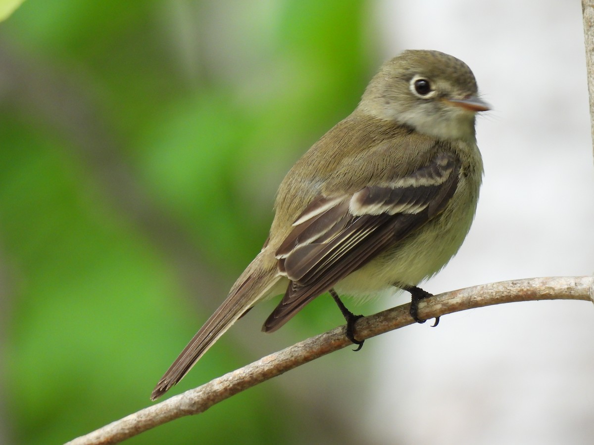 Least Flycatcher - ML619721469