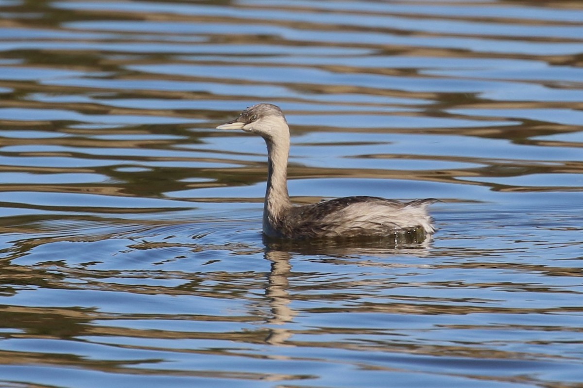 Hoary-headed Grebe - ML619721470