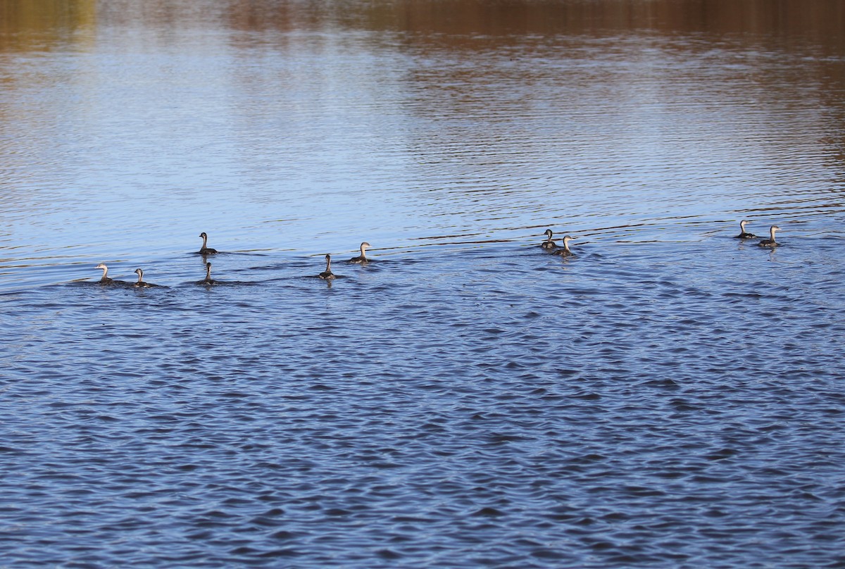 Hoary-headed Grebe - Deb & Rod R