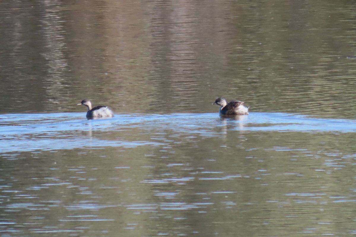 Hoary-headed Grebe - ML619721481