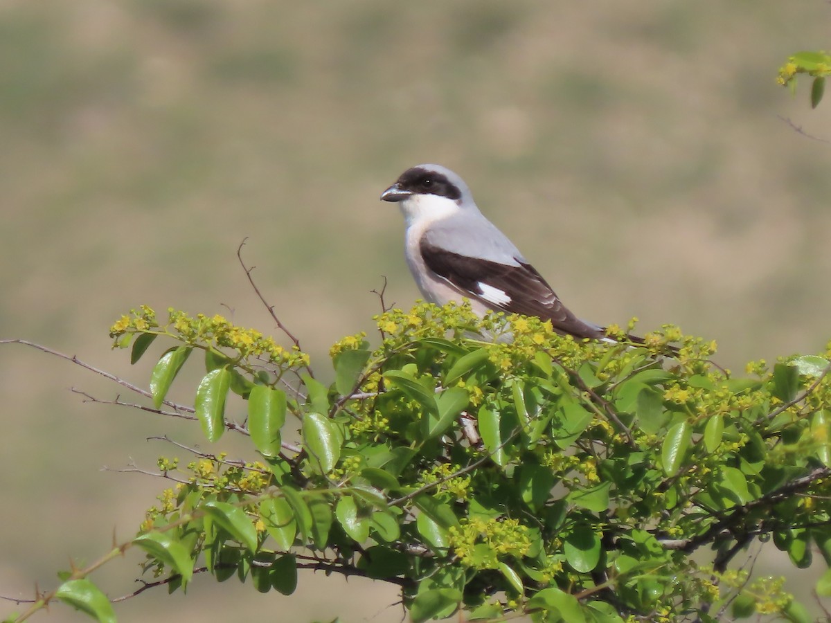 Lesser Gray Shrike - ML619721490