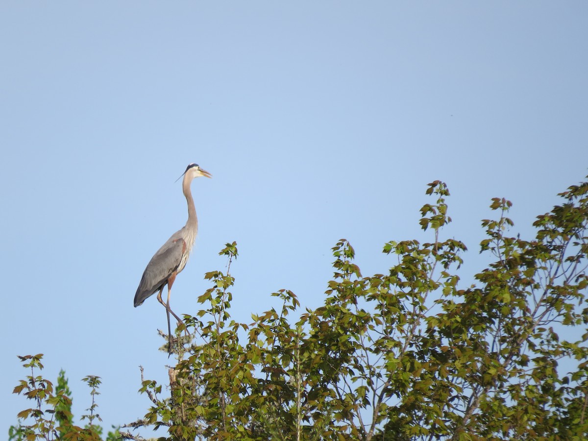 Great Blue Heron - ML619721529