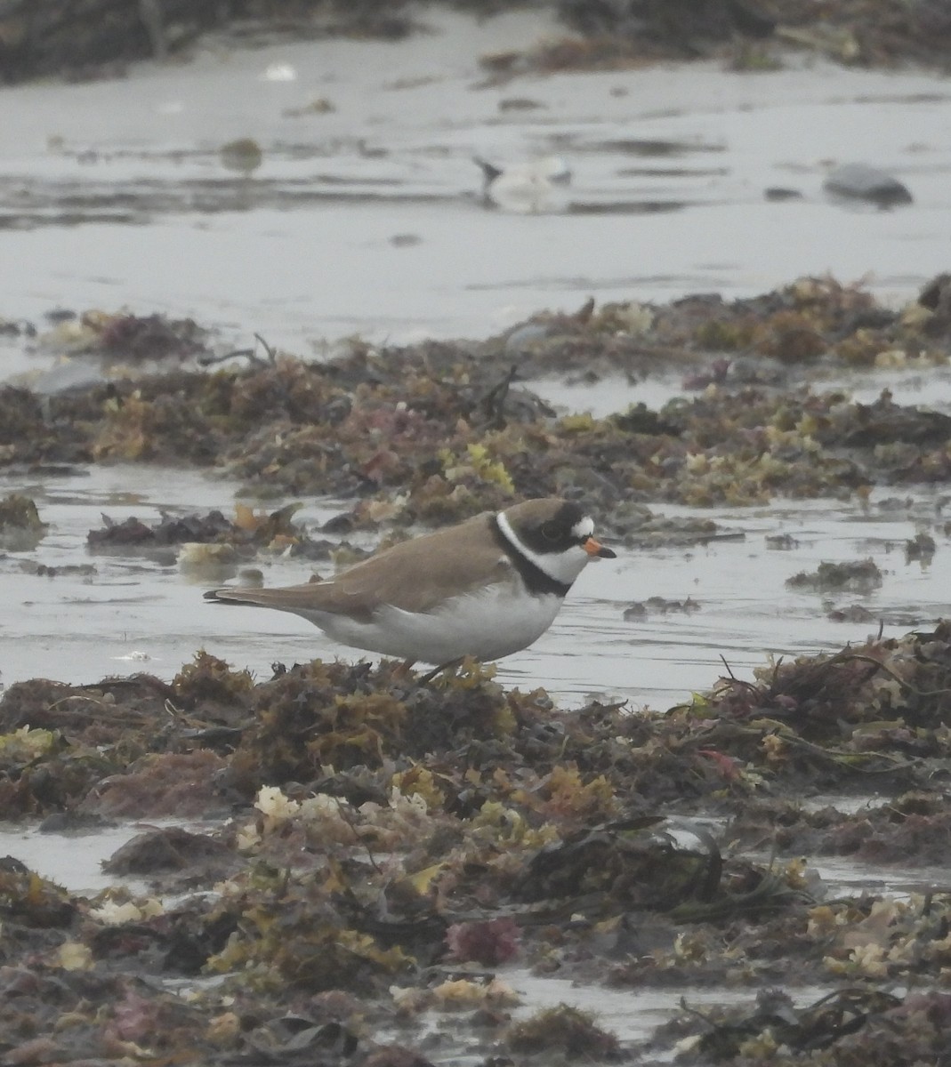Semipalmated Plover - ML619721555