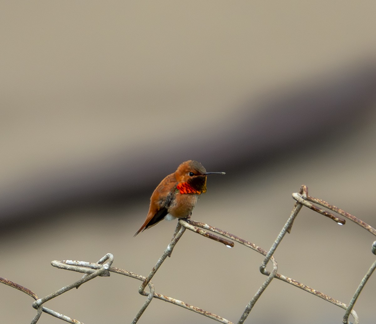 Rufous Hummingbird - ML619721559