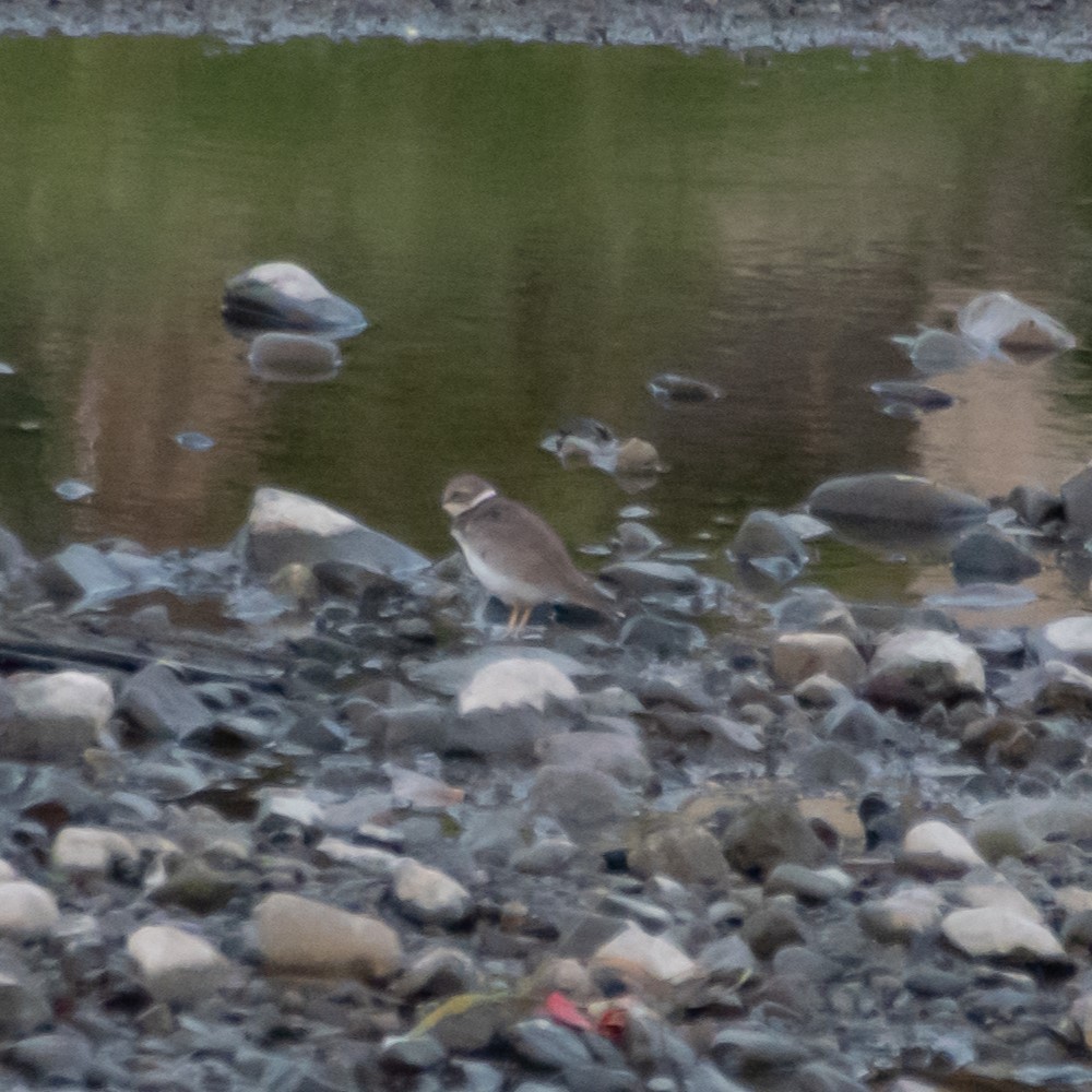 Long-billed Plover - ML619721569