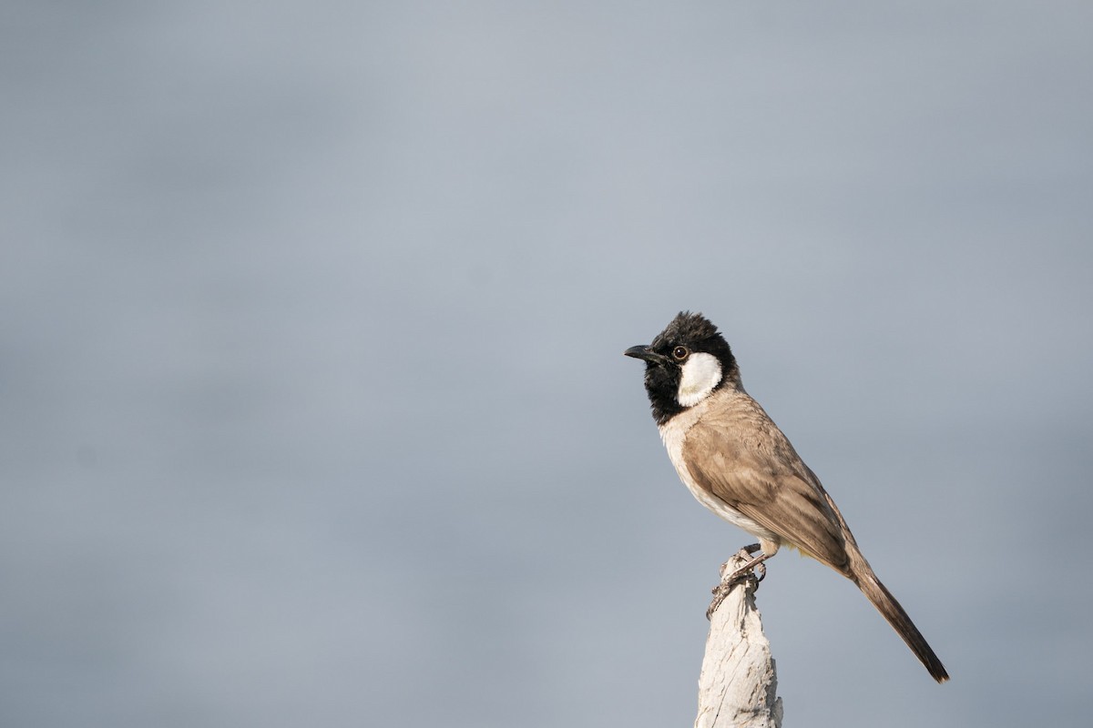 White-eared Bulbul - Christiaen MOUS