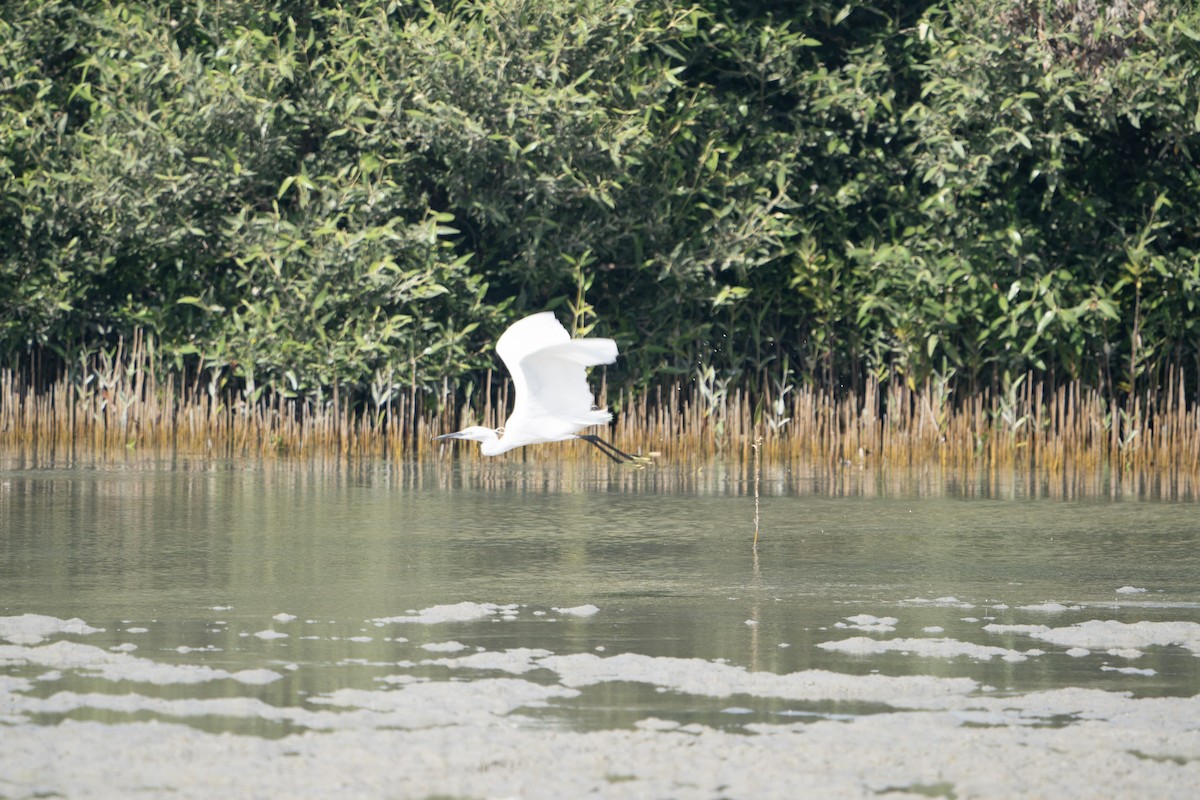 Little Egret - ML619721599