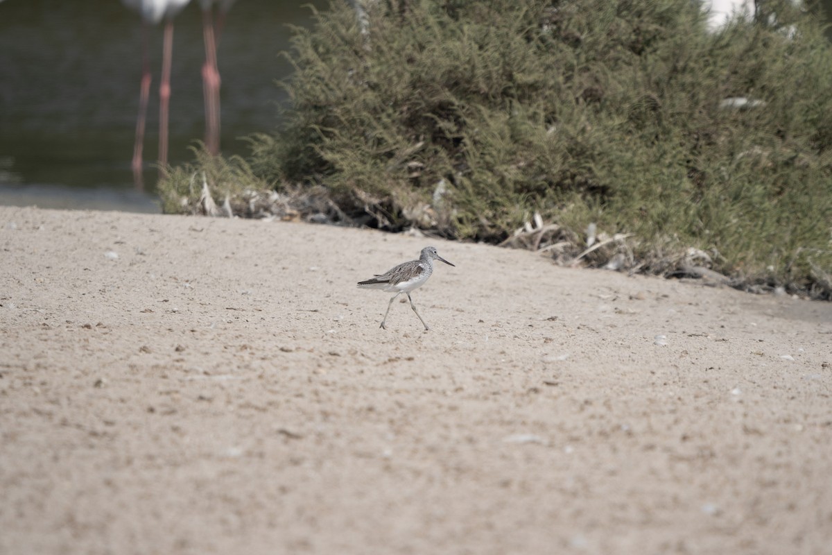 Common Greenshank - ML619721600