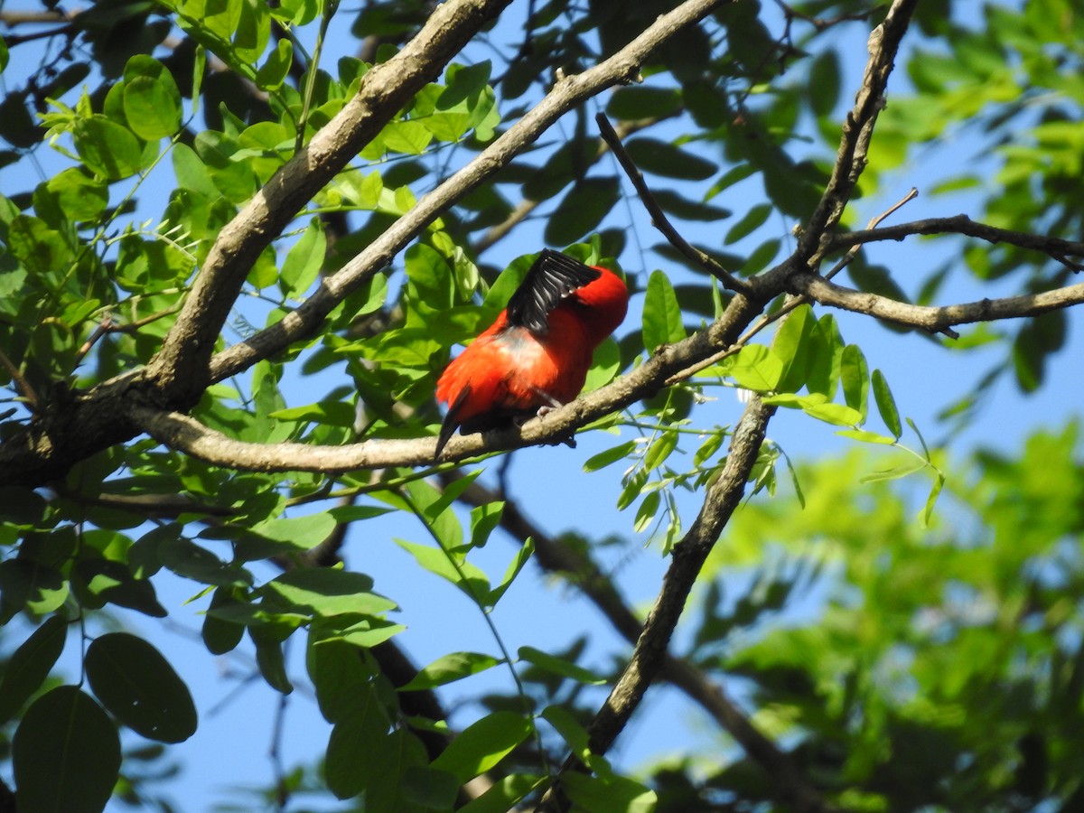 Scarlet Tanager - ML619721603
