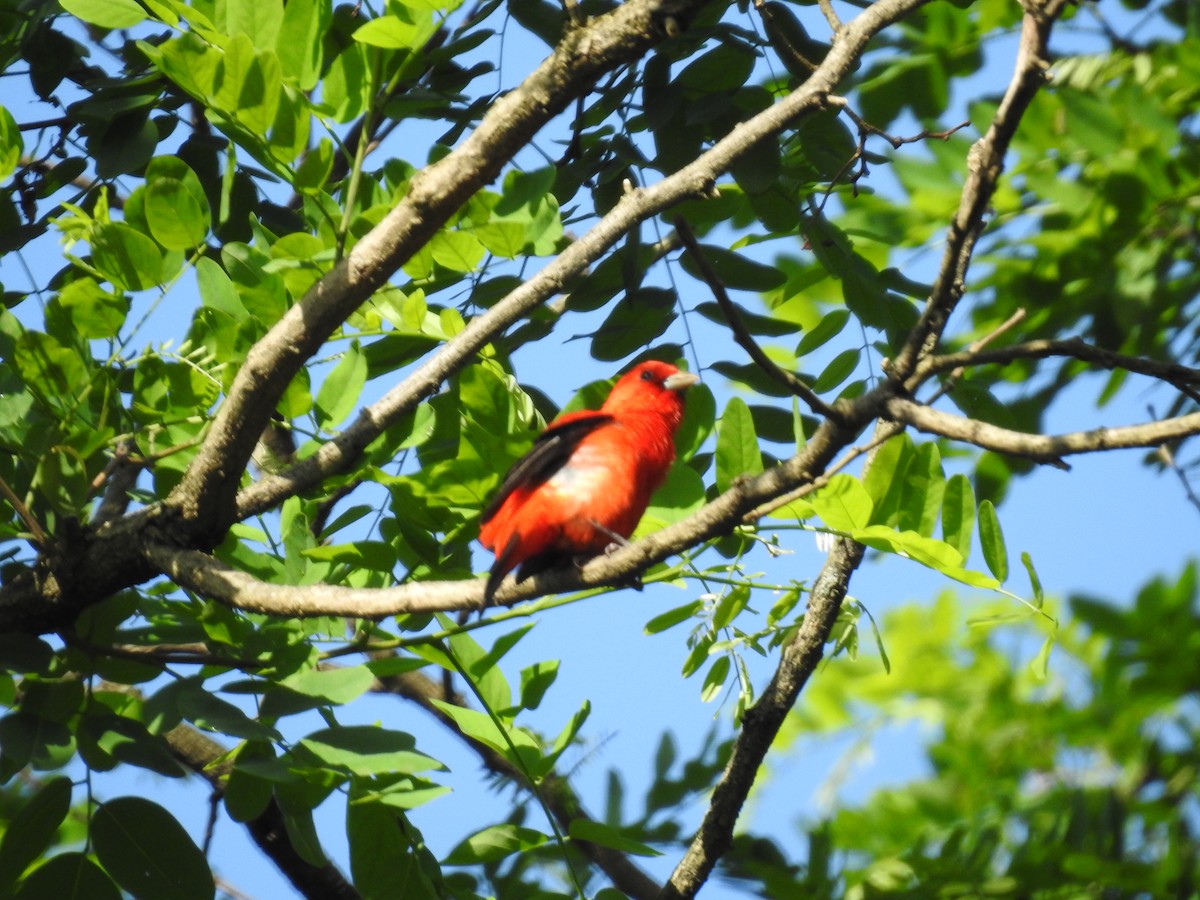 Scarlet Tanager - ML619721604
