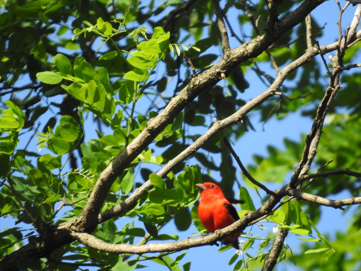 Scarlet Tanager - ML619721608