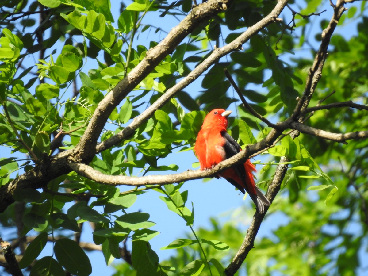 Scarlet Tanager - ML619721611