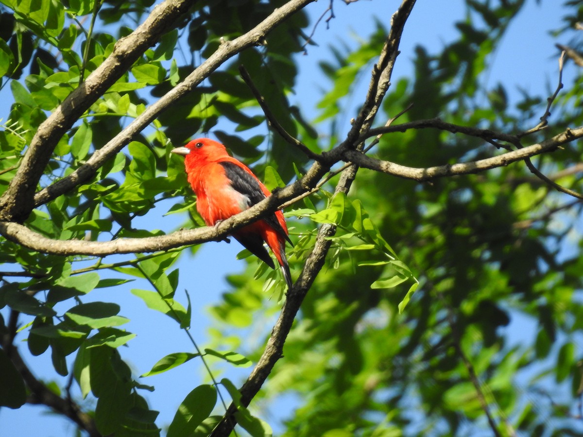 Scarlet Tanager - ML619721612