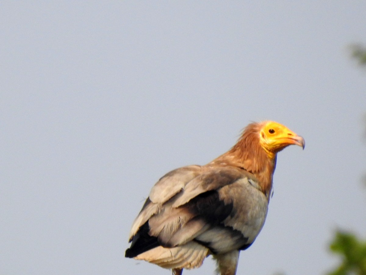 Egyptian Vulture - ML619721662