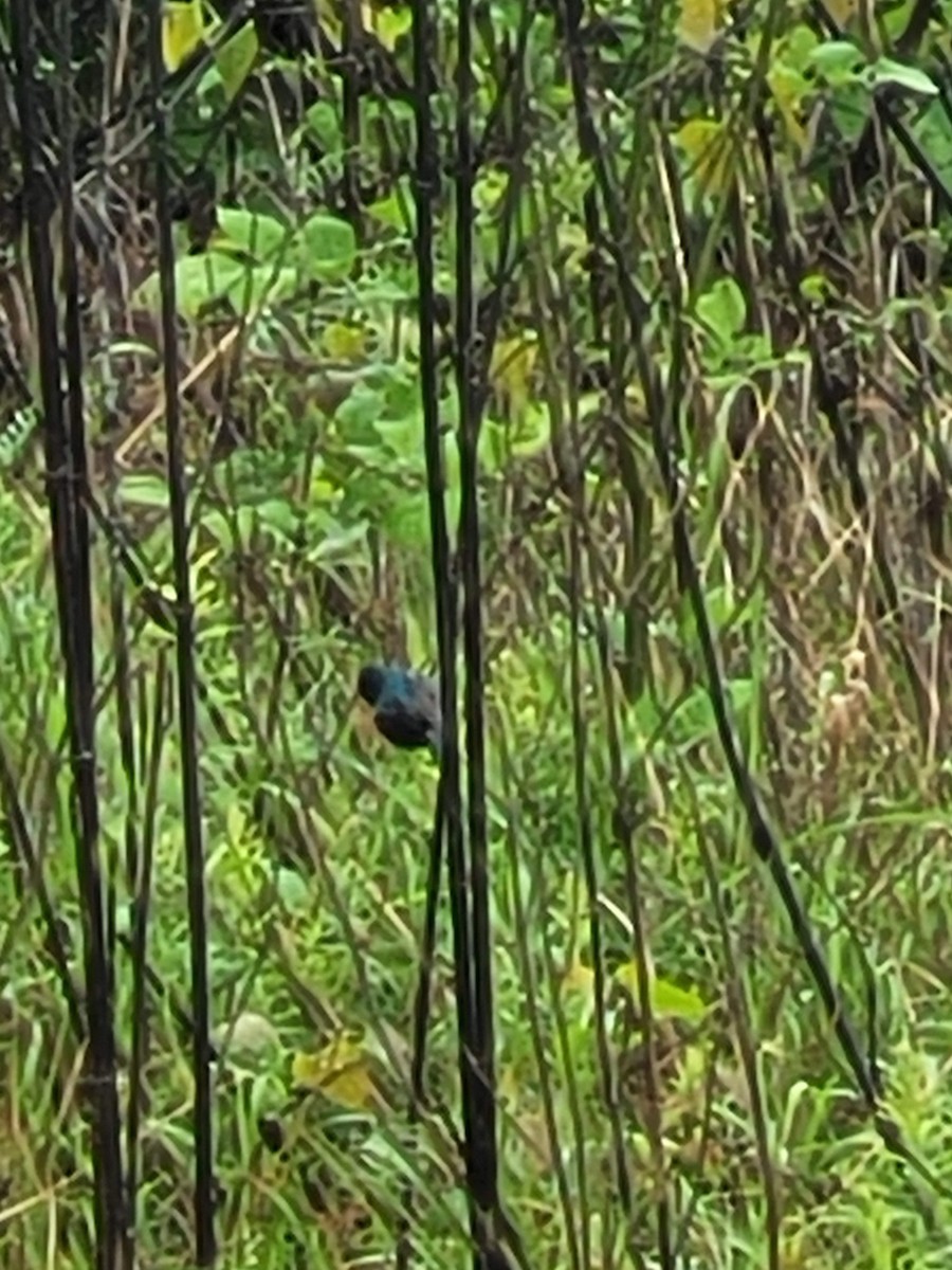 Indigo Bunting - Aster Droste