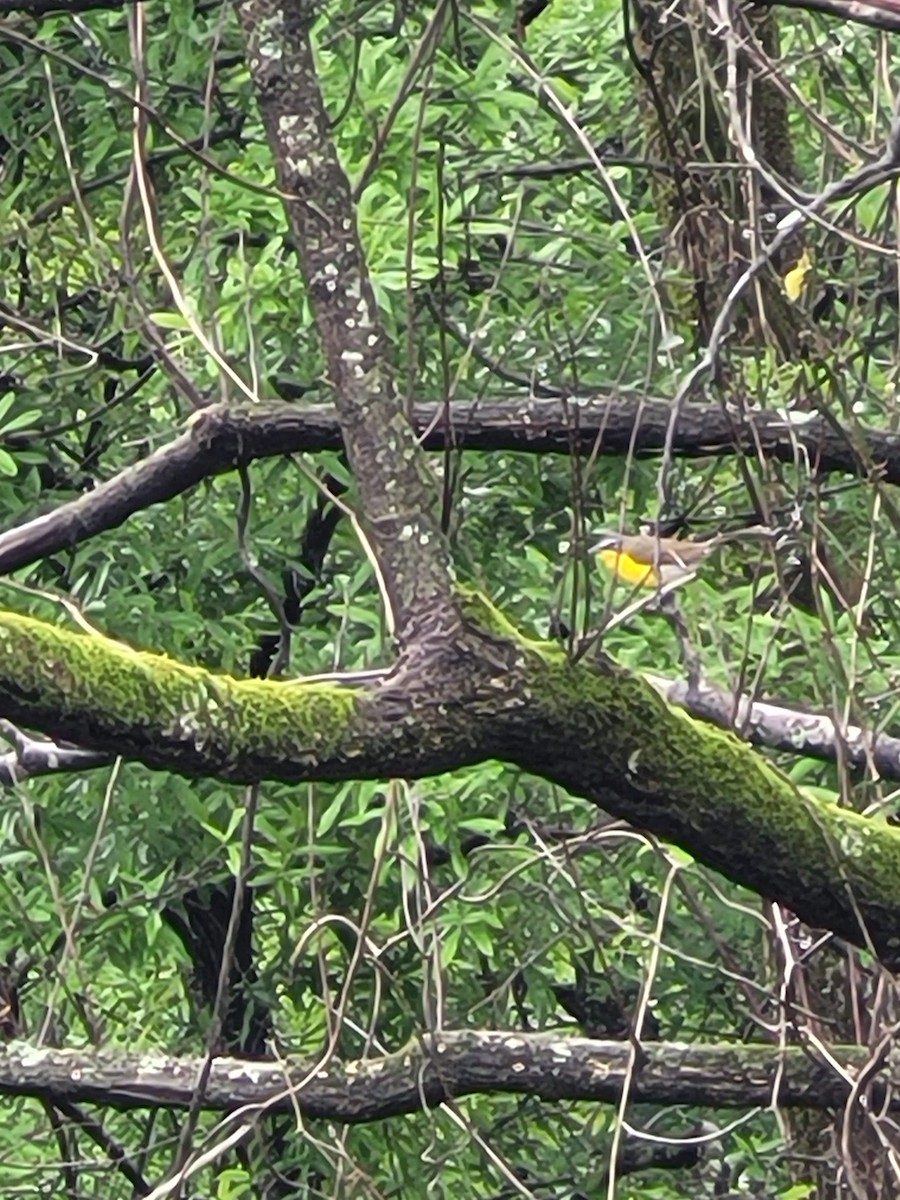 Yellow-breasted Chat - ML619721700