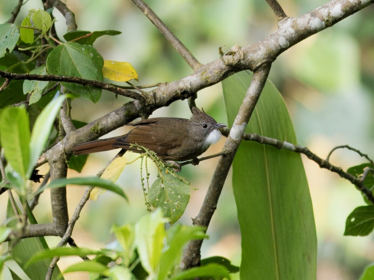 Bulbul à ventre marron - ML619721701