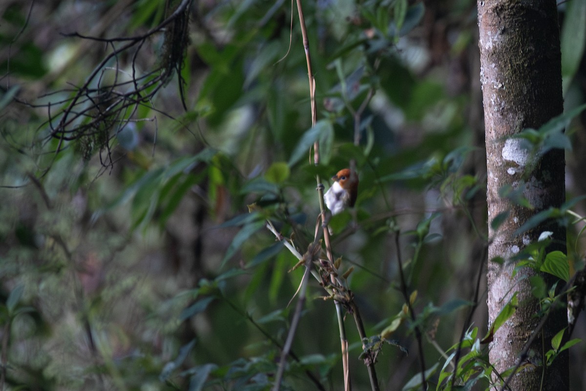 White-breasted Parrotbill - ML619721713
