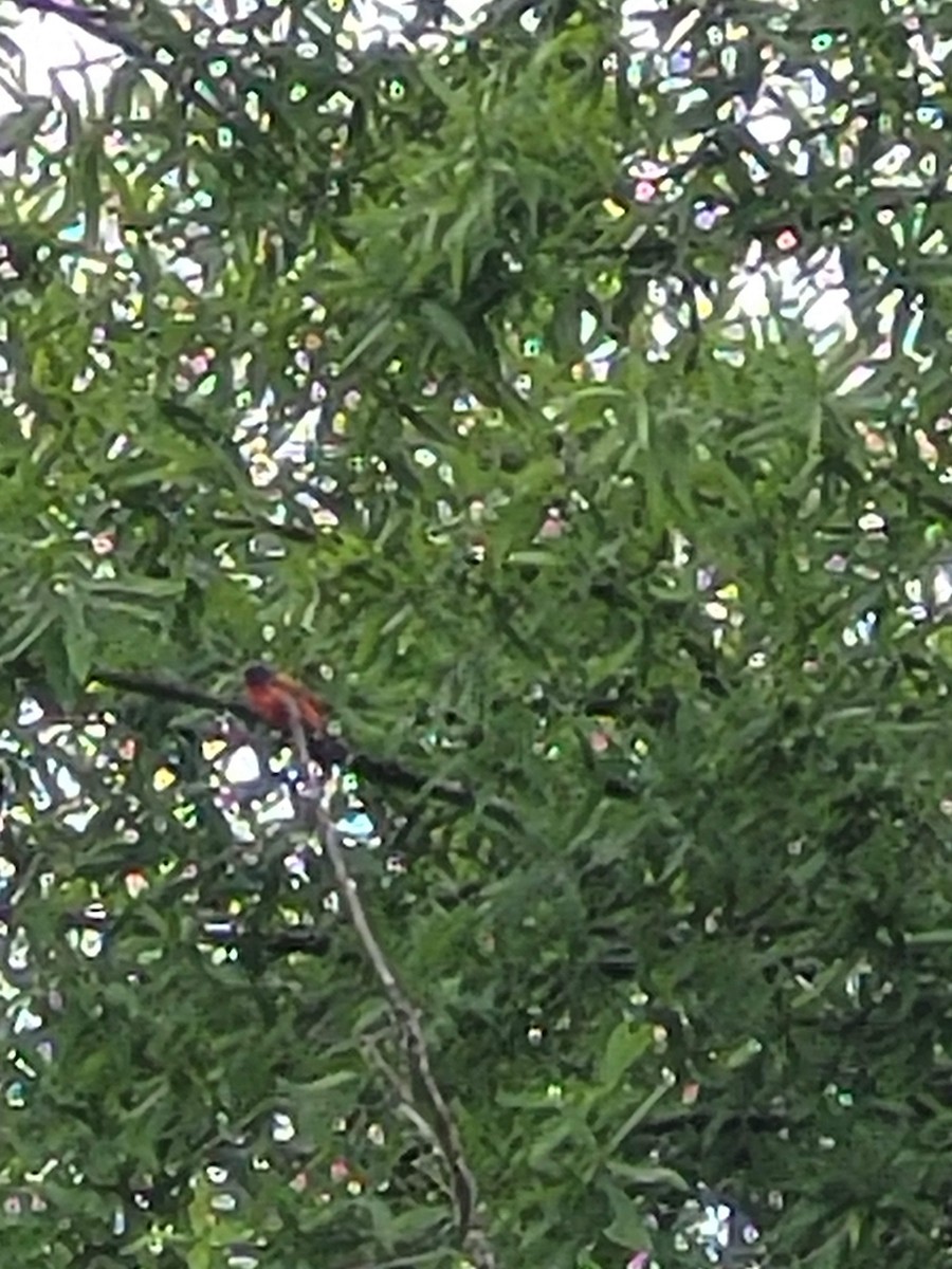 Painted Bunting - ML619721719