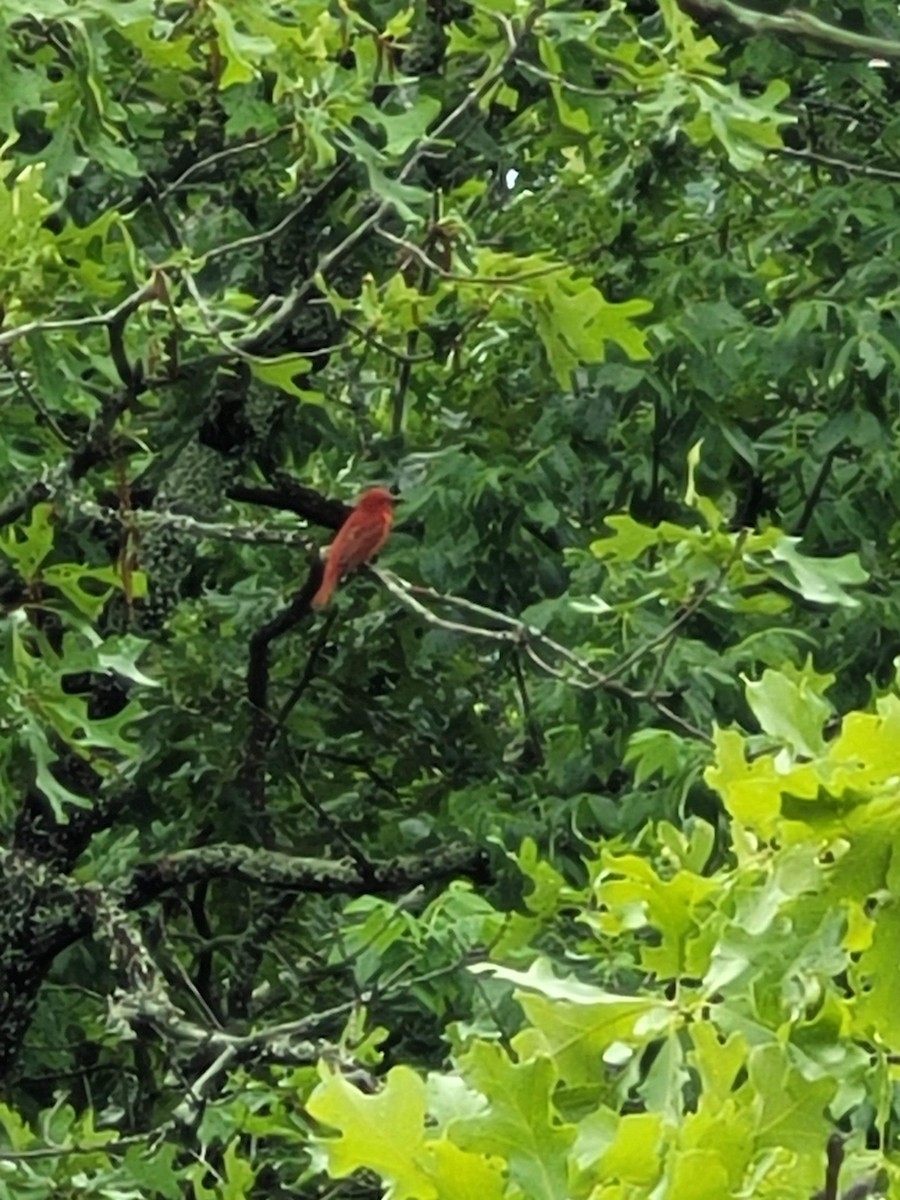 Summer Tanager - ML619721727