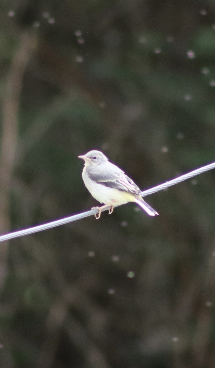 Gray Wagtail - ML619721730