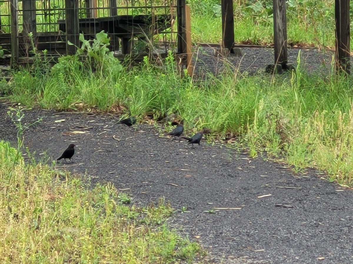 Brown-headed Cowbird - ML619721755