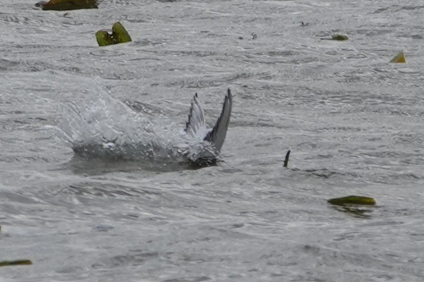 燕鷗 - ML619721763