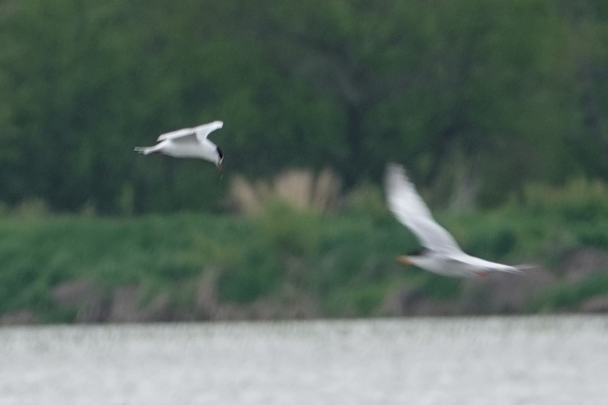 燕鷗 - ML619721773