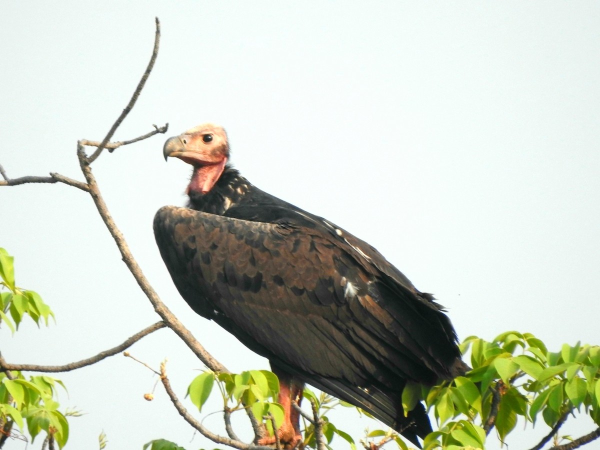 Red-headed Vulture - ML619721810