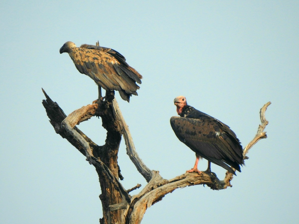 Red-headed Vulture - ML619721811