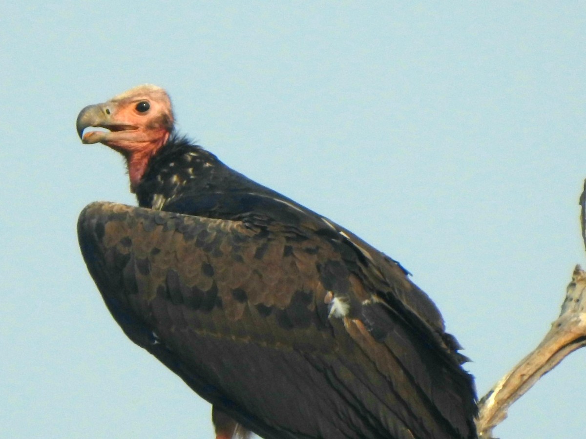 Red-headed Vulture - ML619721812