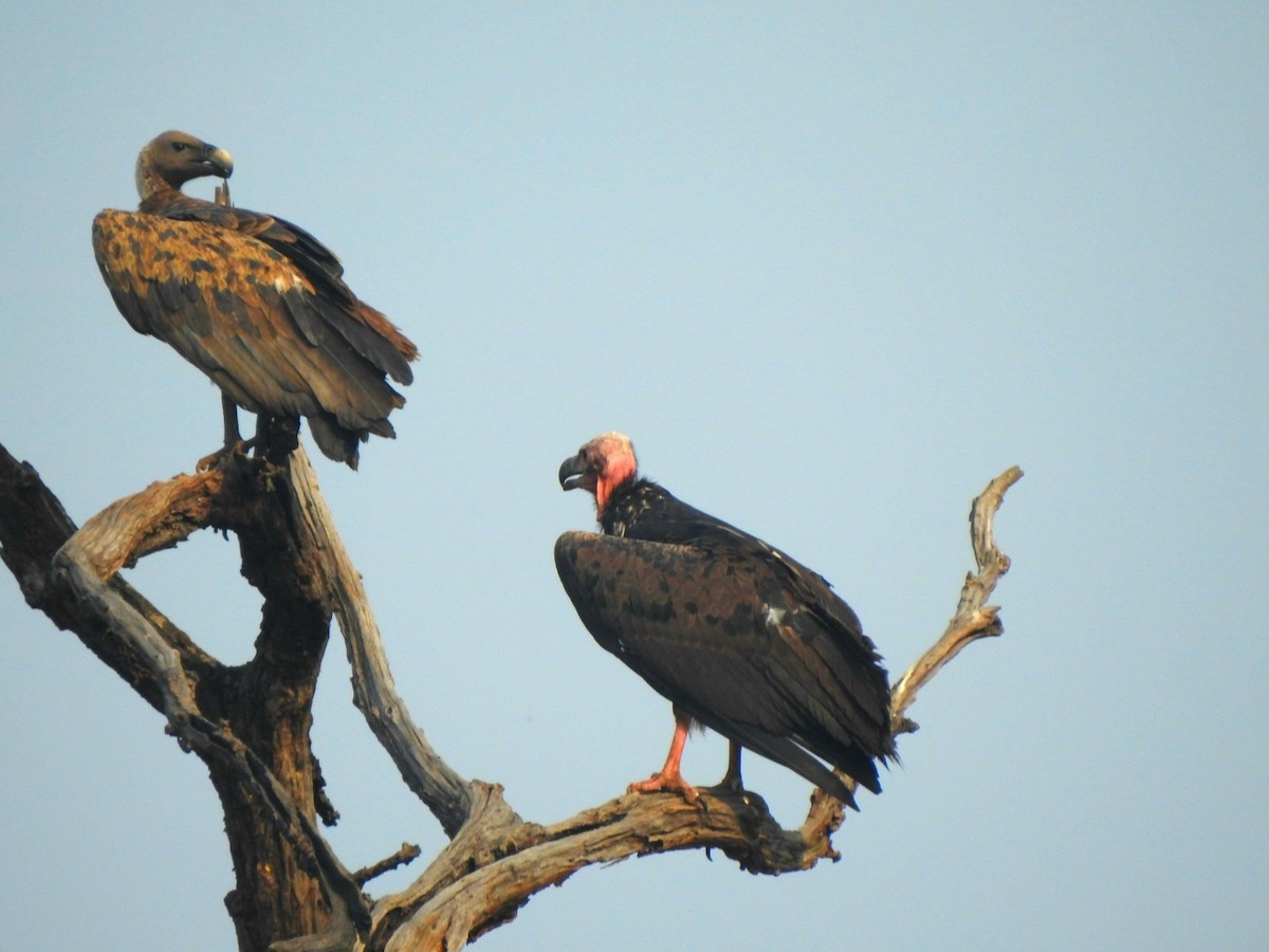 Red-headed Vulture - ML619721813