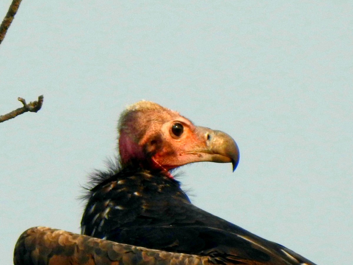Red-headed Vulture - ML619721814
