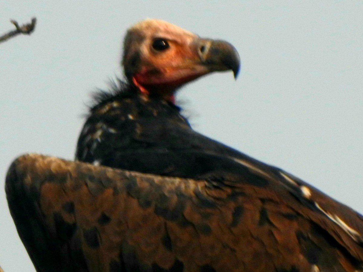 Red-headed Vulture - ML619721816