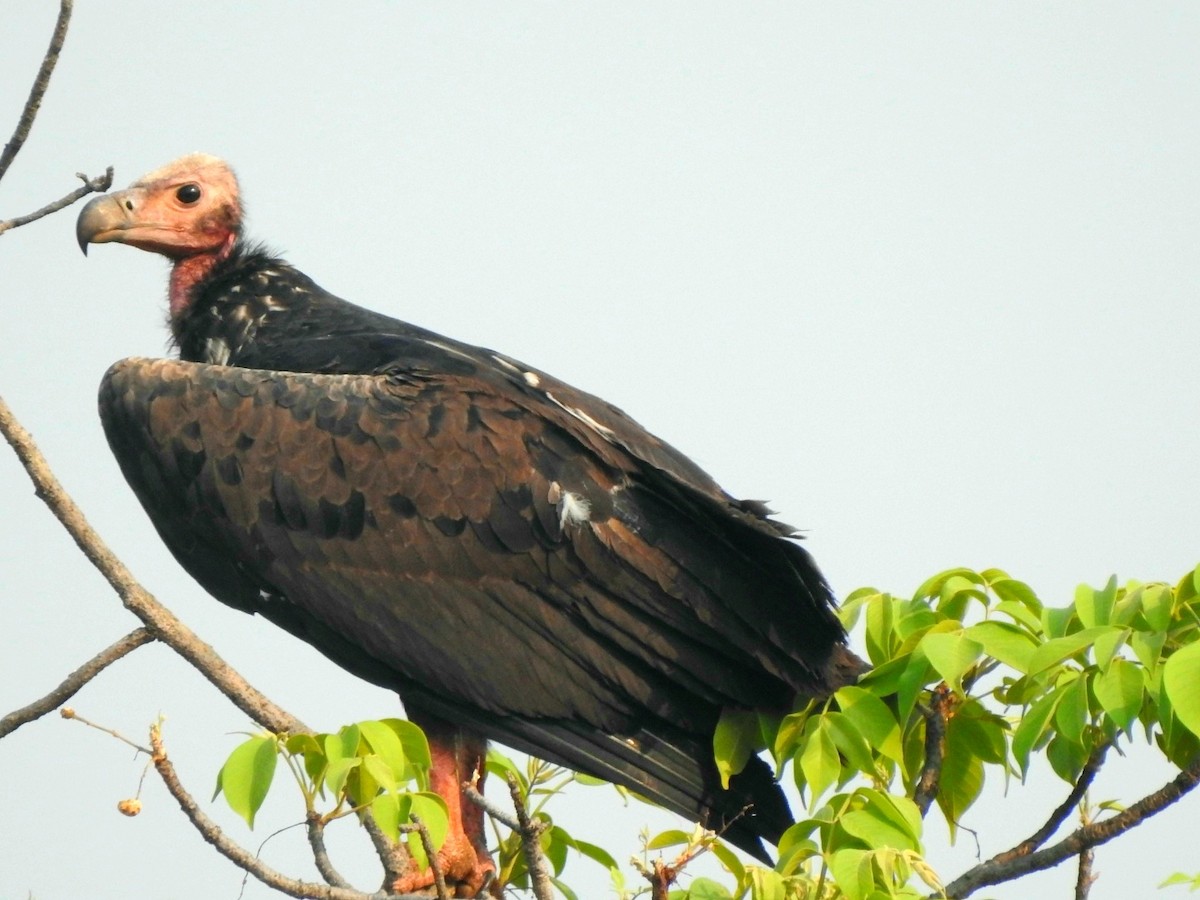 Red-headed Vulture - ML619721817