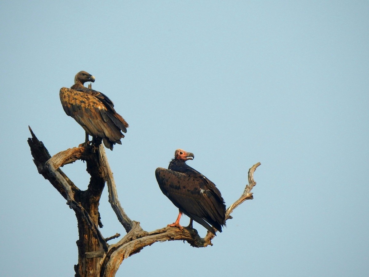 Red-headed Vulture - ML619721818