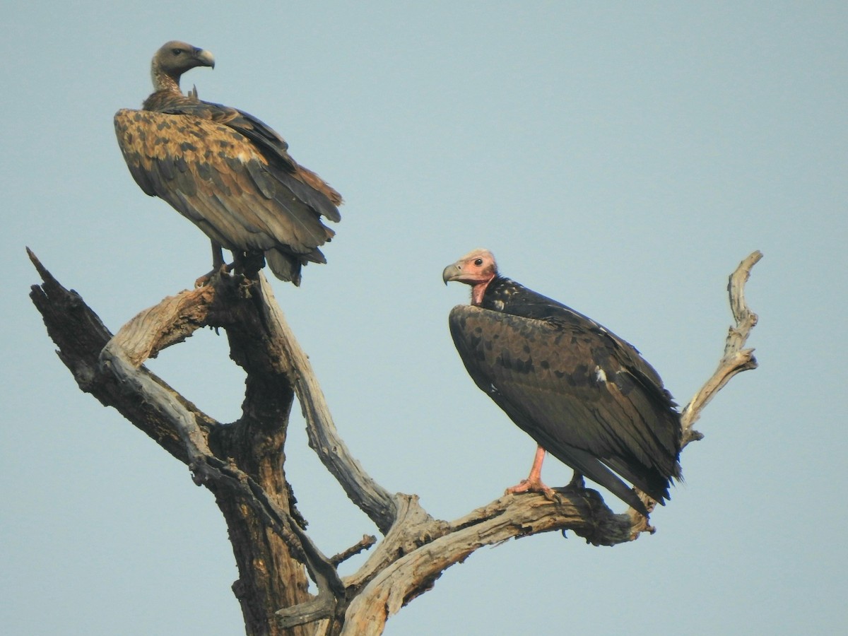 Red-headed Vulture - ML619721820