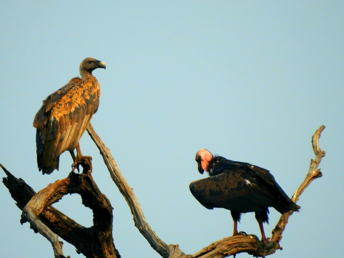 Red-headed Vulture - ML619721827
