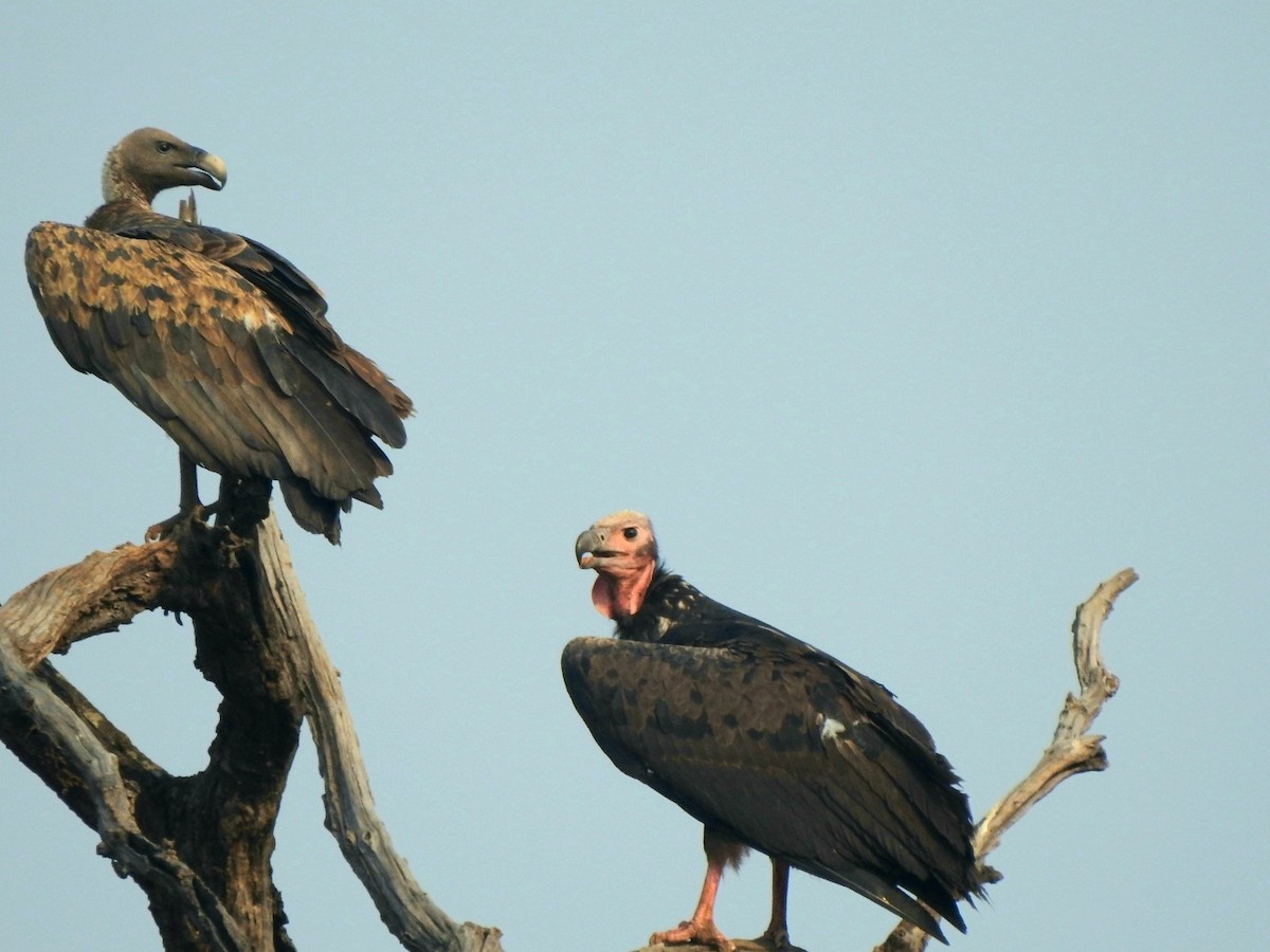 Red-headed Vulture - ML619721828