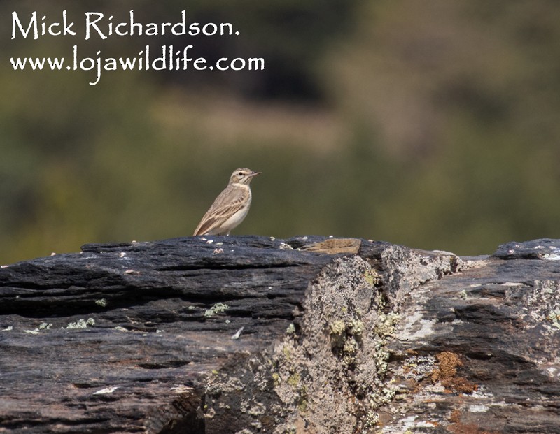 Pipit rousseline - ML619721855