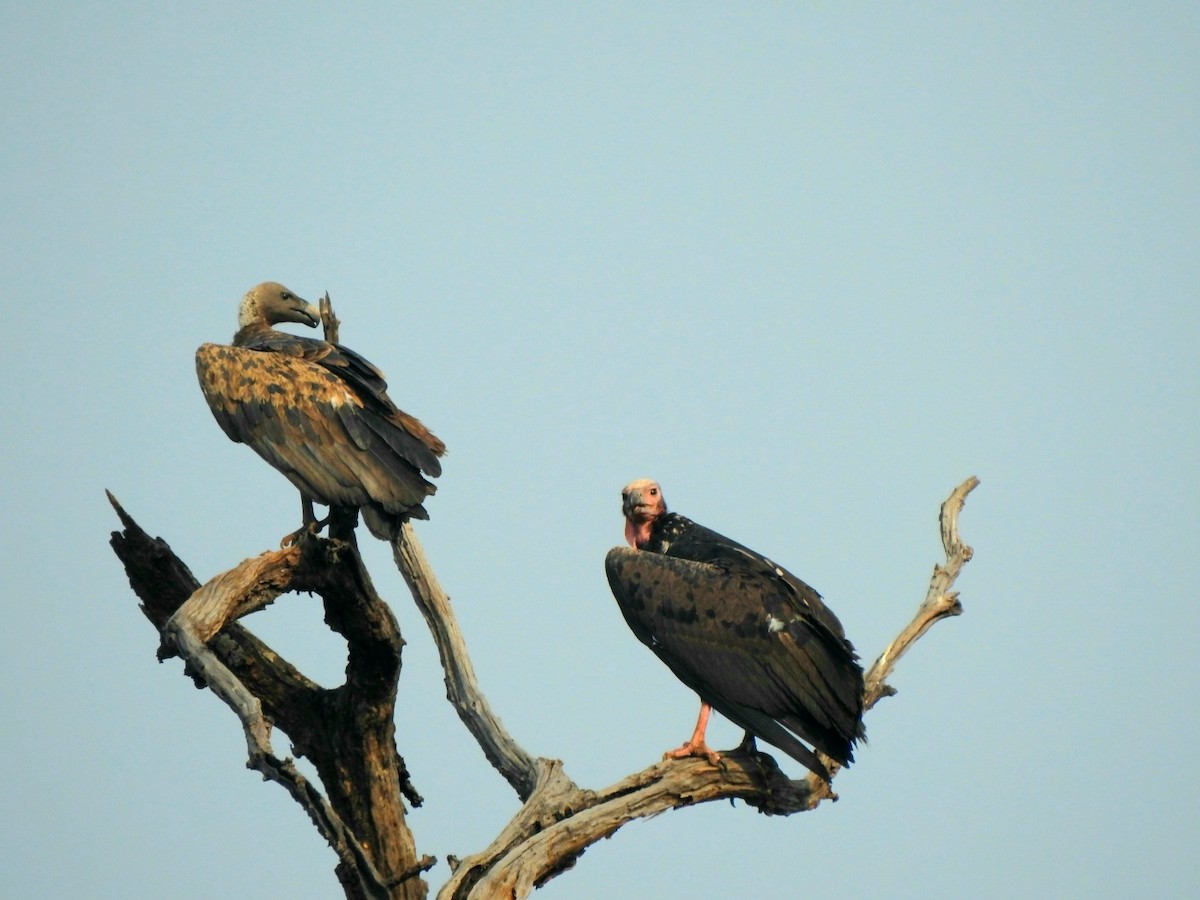 Indian Vulture - ML619721874