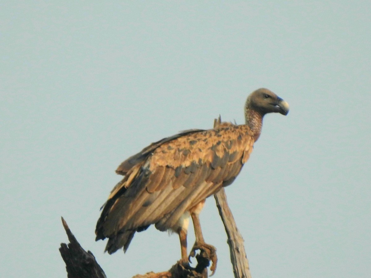 Indian Vulture - ML619721876