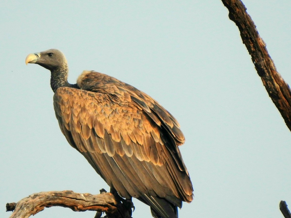 Indian Vulture - ML619721881