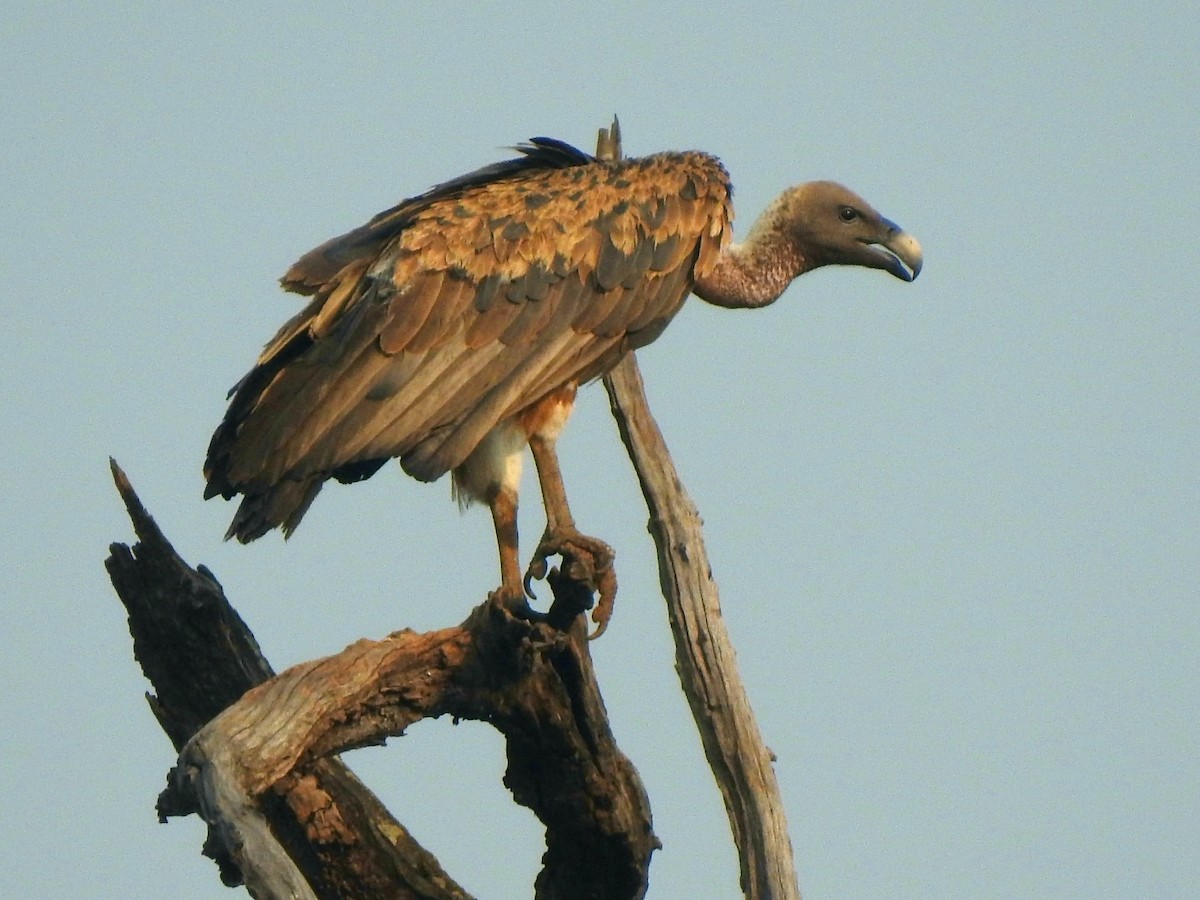 Indian Vulture - ML619721885